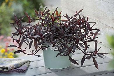 《方舟：终极移动版》发布首日下载量破100万次